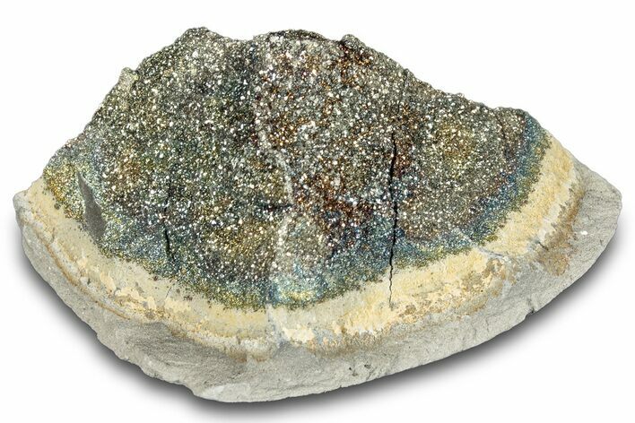 Iridescent Rainbow Pyrite on Septarian - Russia #282558